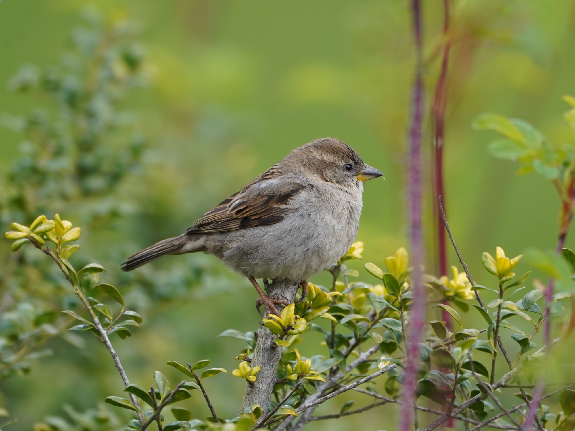 House Sparrow