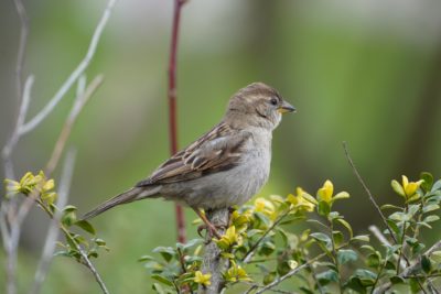 House Sparrow