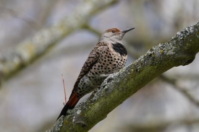 Northern Flicker, female