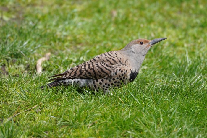 Northern Flicker