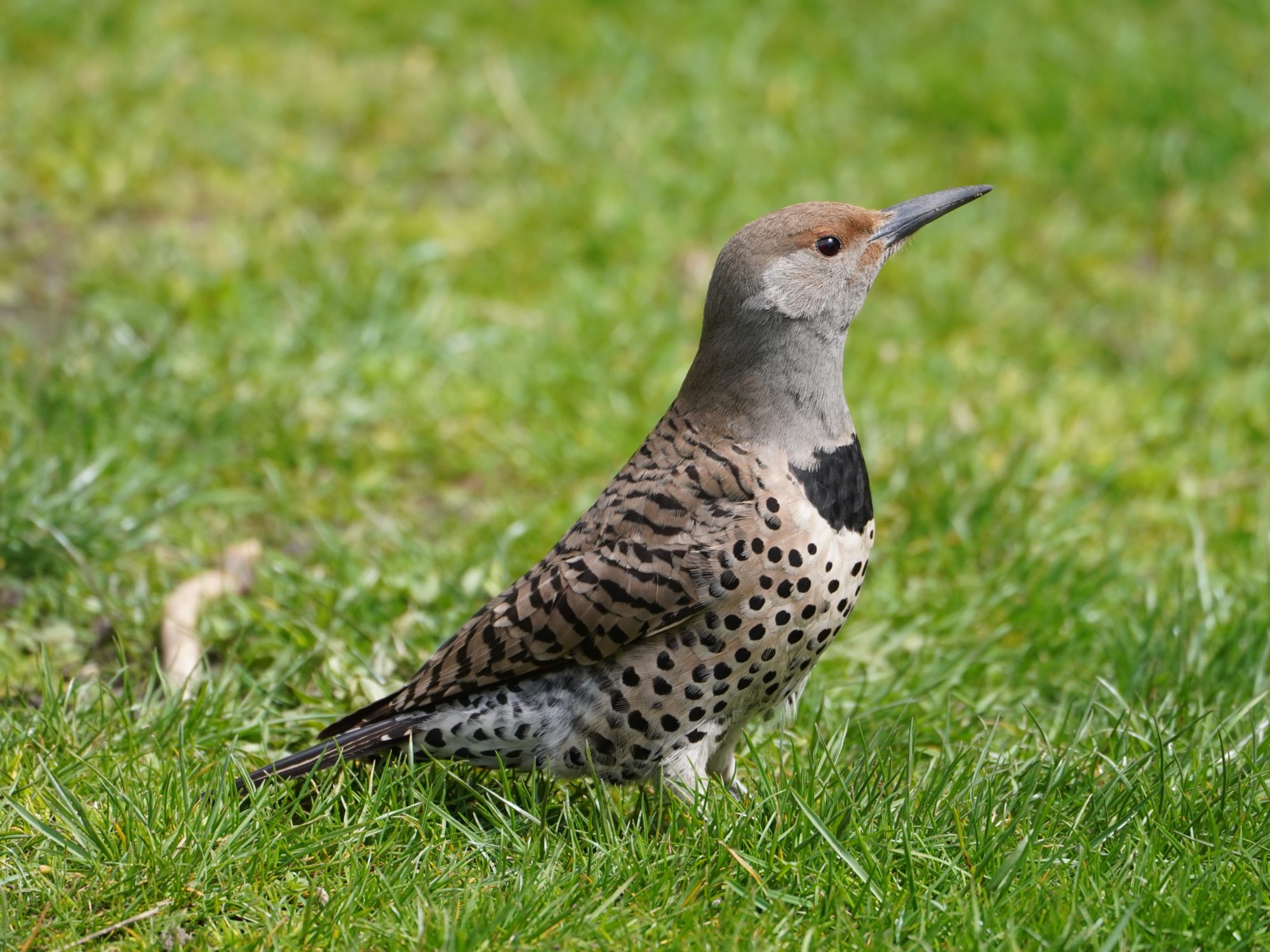 Northern Flicker