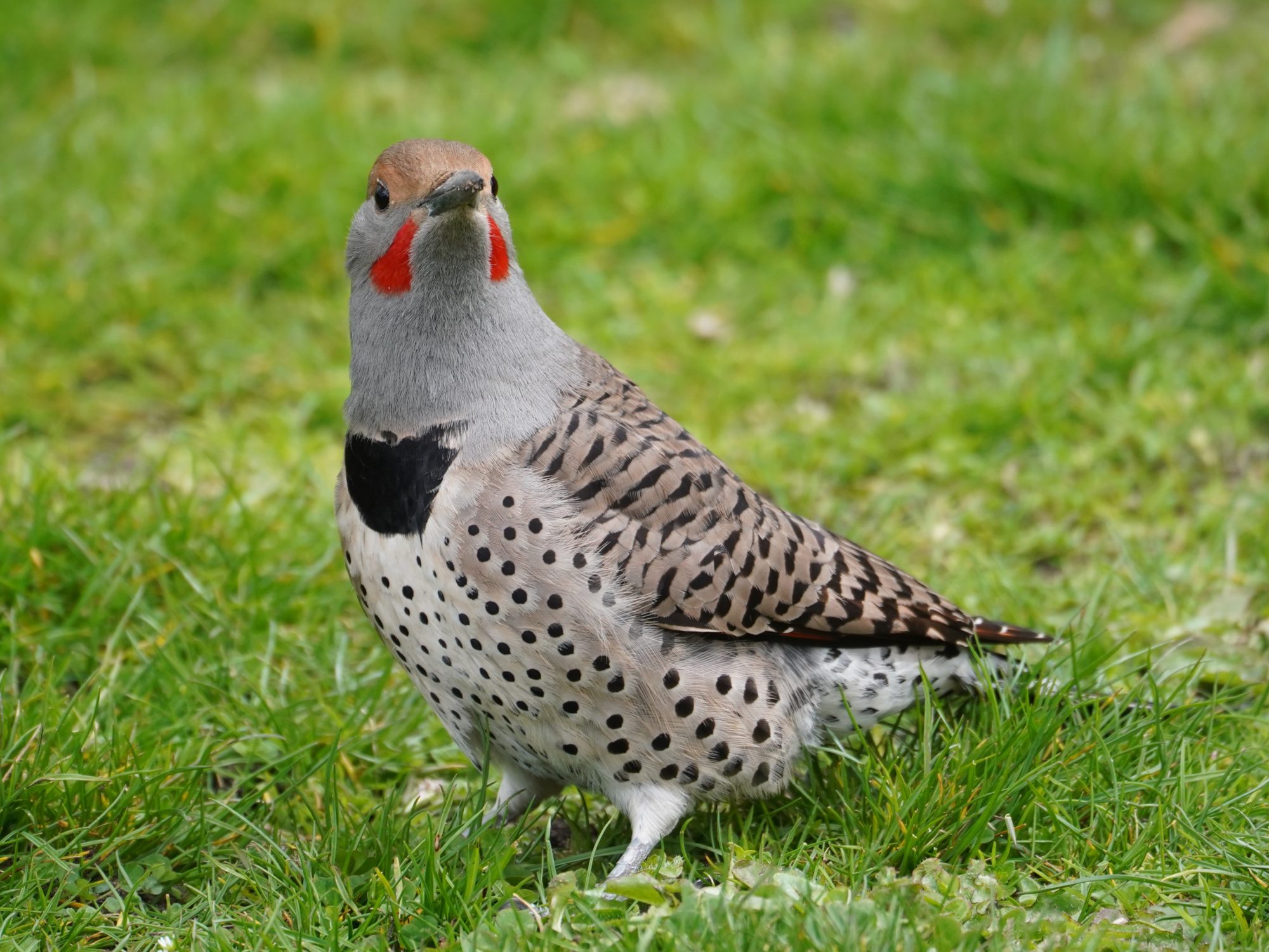 Northern Flicker