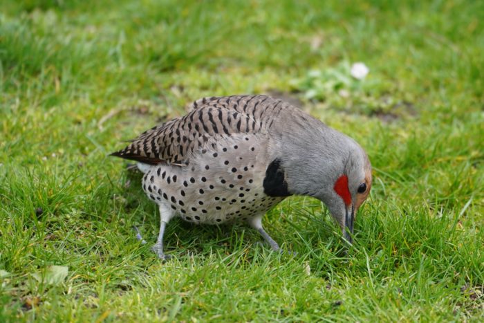 Northern Flicker