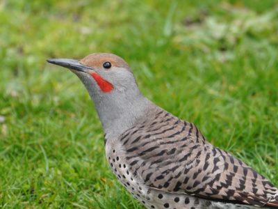 Northern Flicker