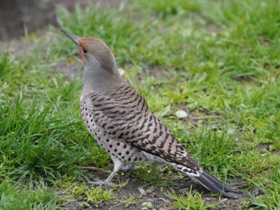 Northern Flicker