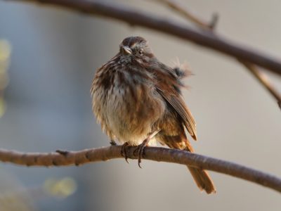 Song Sparrow