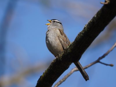 White-crowned Sparrow