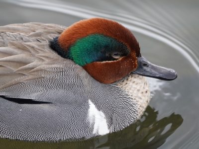 Green-winged Teal