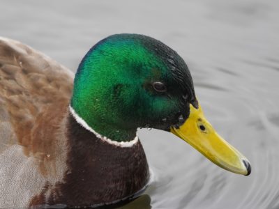 Mallard Duck, male