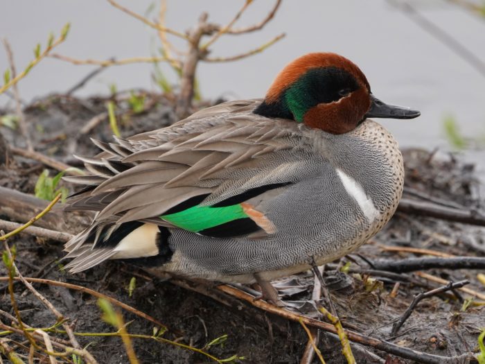 Green-winged Teal