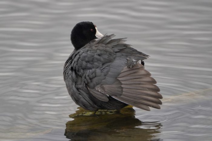 American Coot