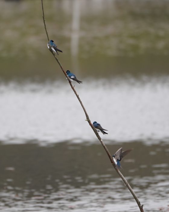 Tree Swallows on a branch