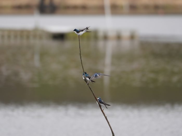 Tree Swallows on a branch