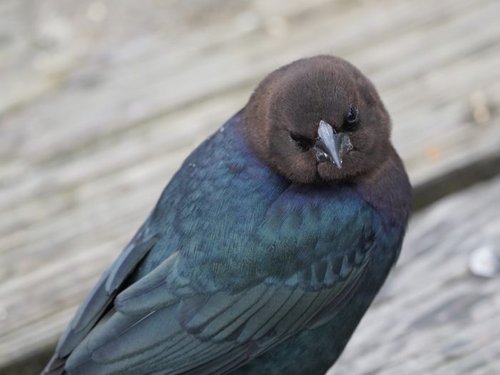 Brown-headed Cowbird male