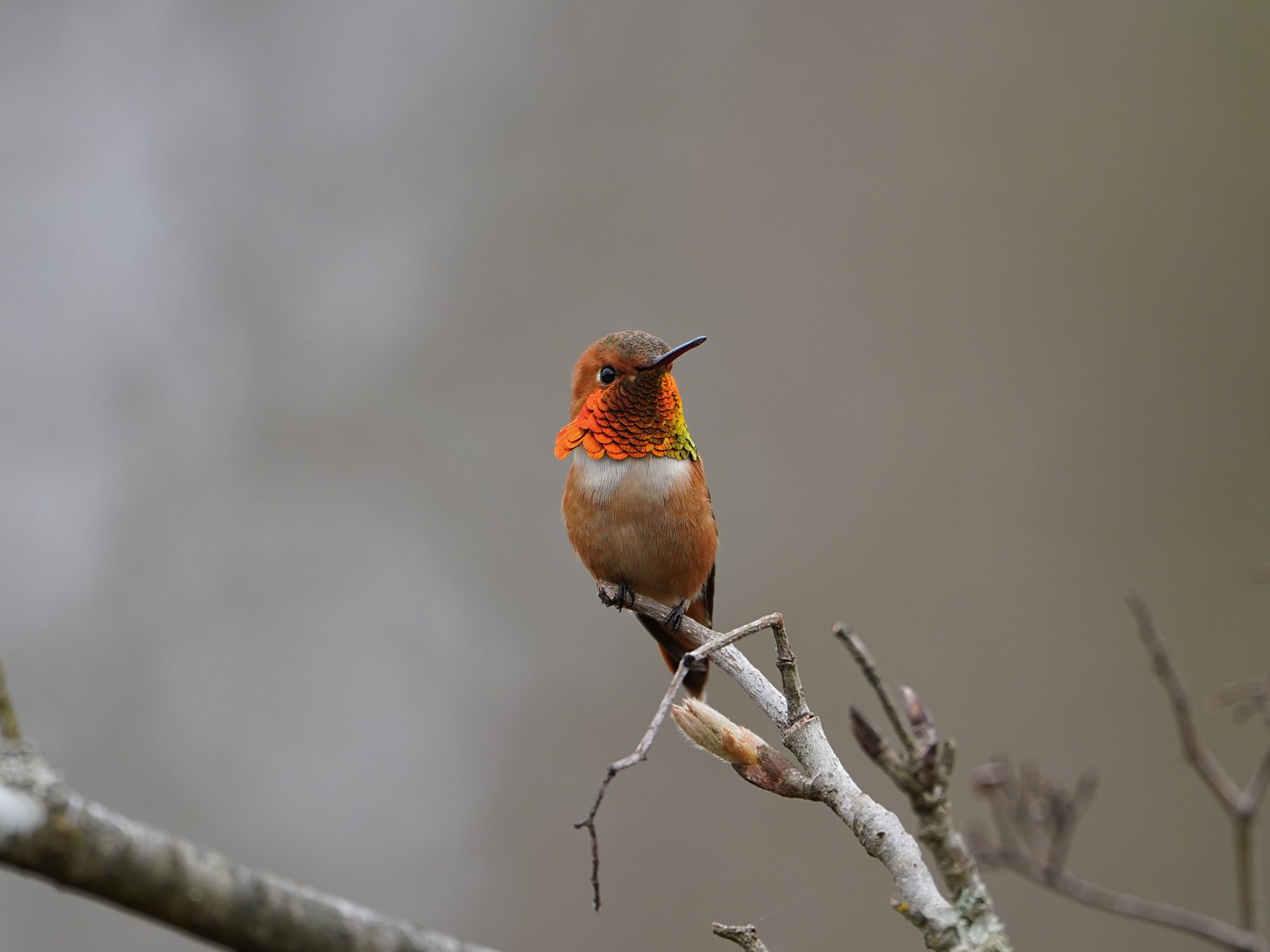 Rufous Hummingbird