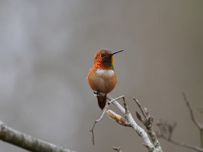 Rufous Hummingbird, male