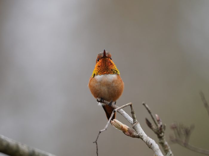 Rufous Hummingbird