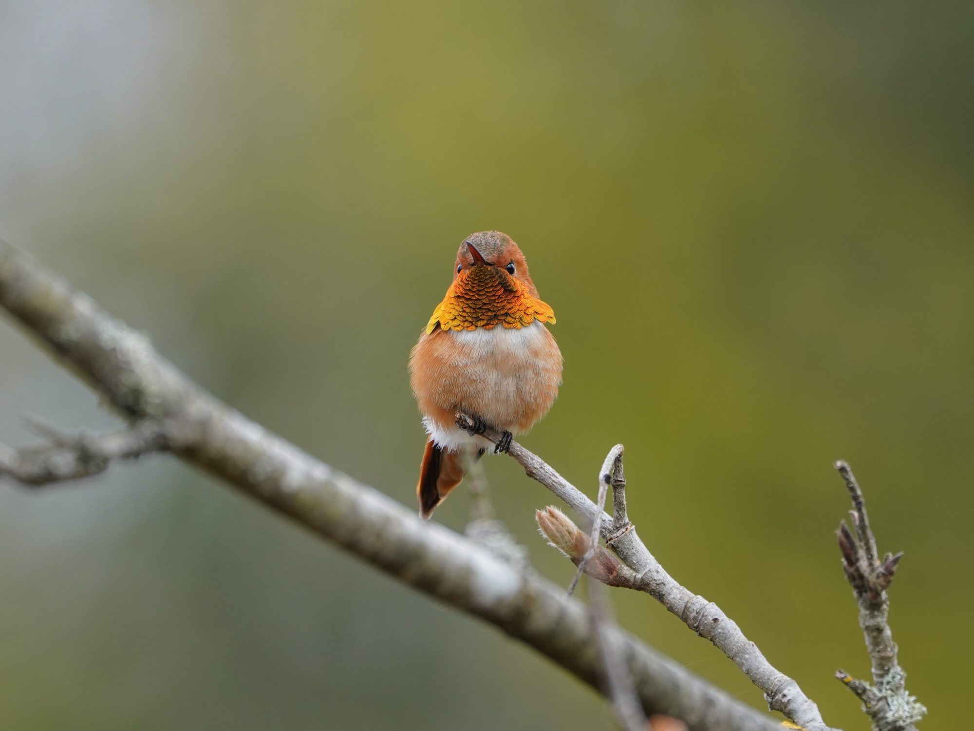 Rufous Hummingbird