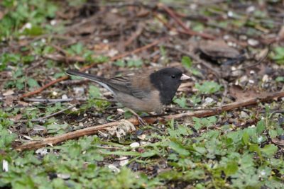 Dark-eyed Junco