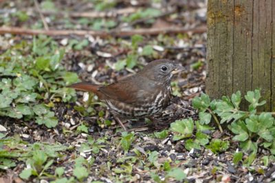 Fox Sparrow