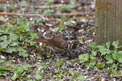 Fox Sparrow