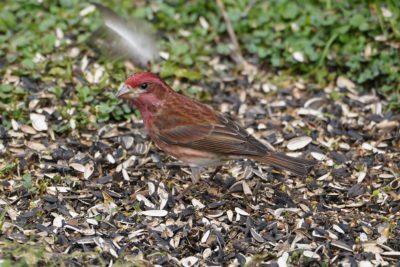 Purple Finch, male