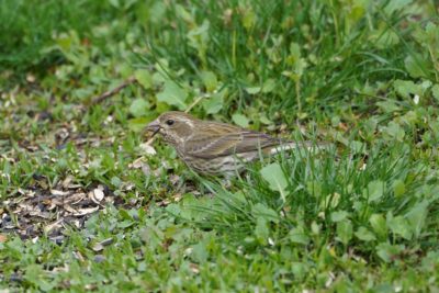 Purple Finch, female