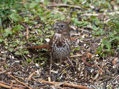 Fox Sparrow