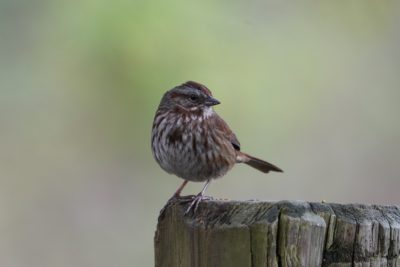 Song Sparrow