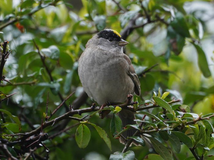 Golden-crowned Sparrow