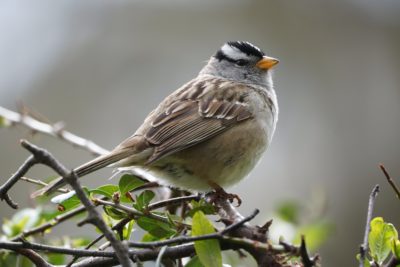 White-crowned Sparrow