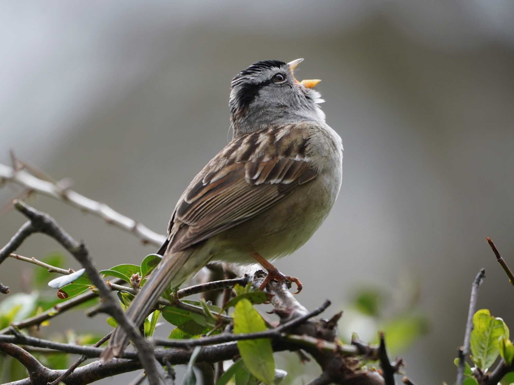 White-crowned Sparrow