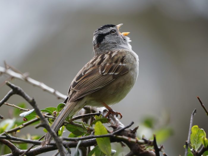 White-crowned Sparrow