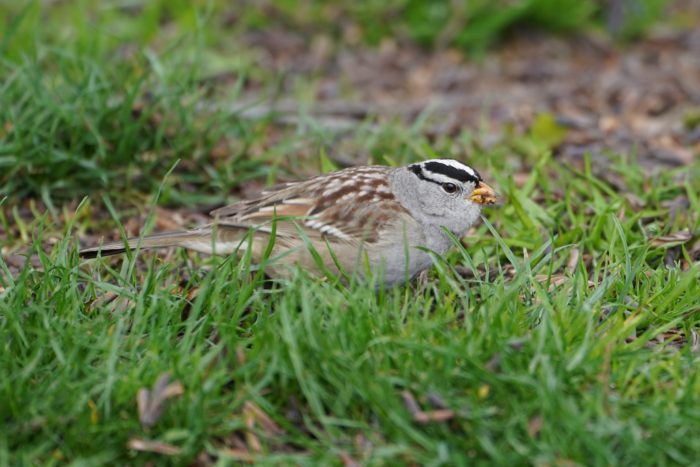 White-crowned Sparrow in the grass