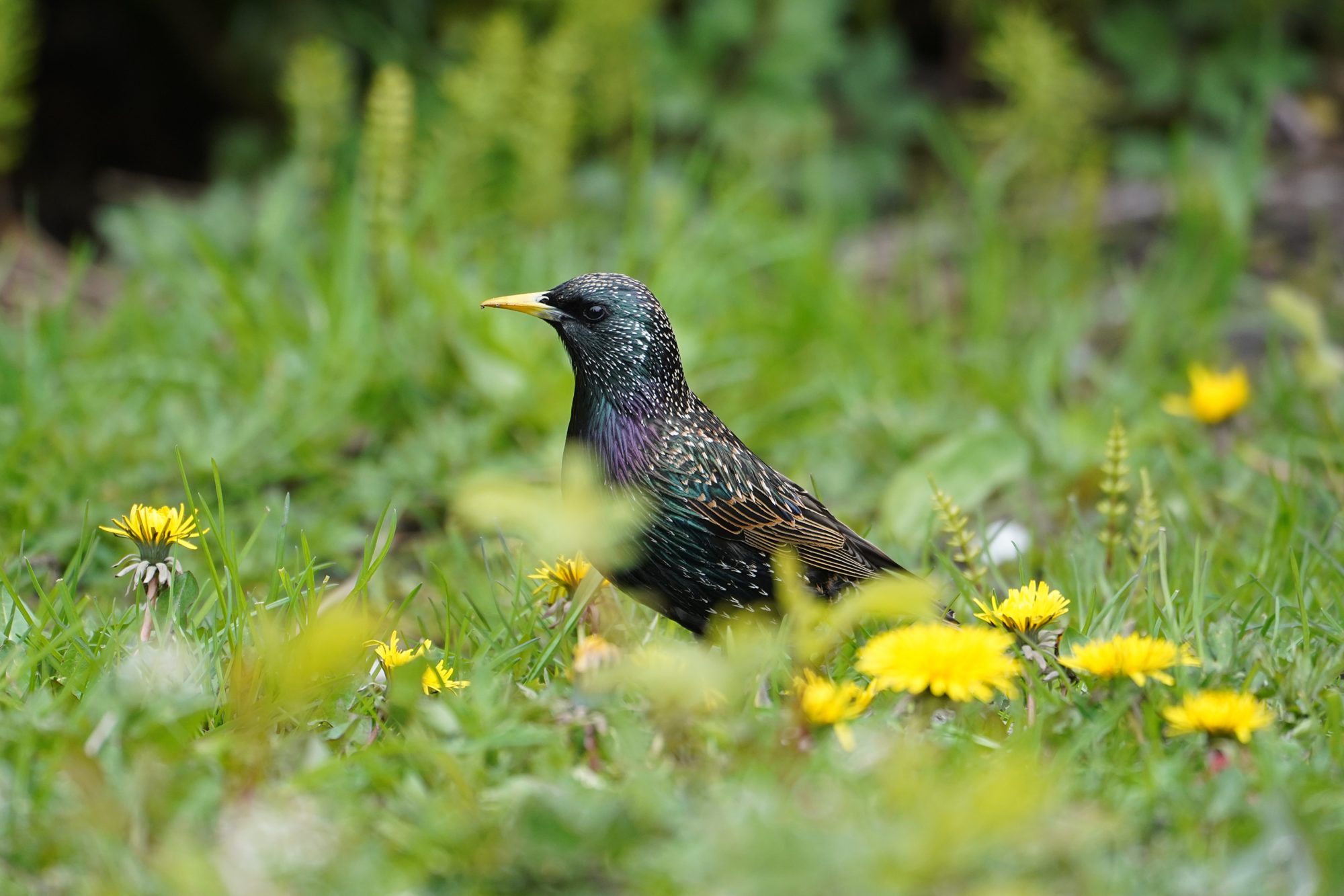 European Starling