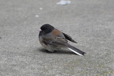 Dark-eyed Junco