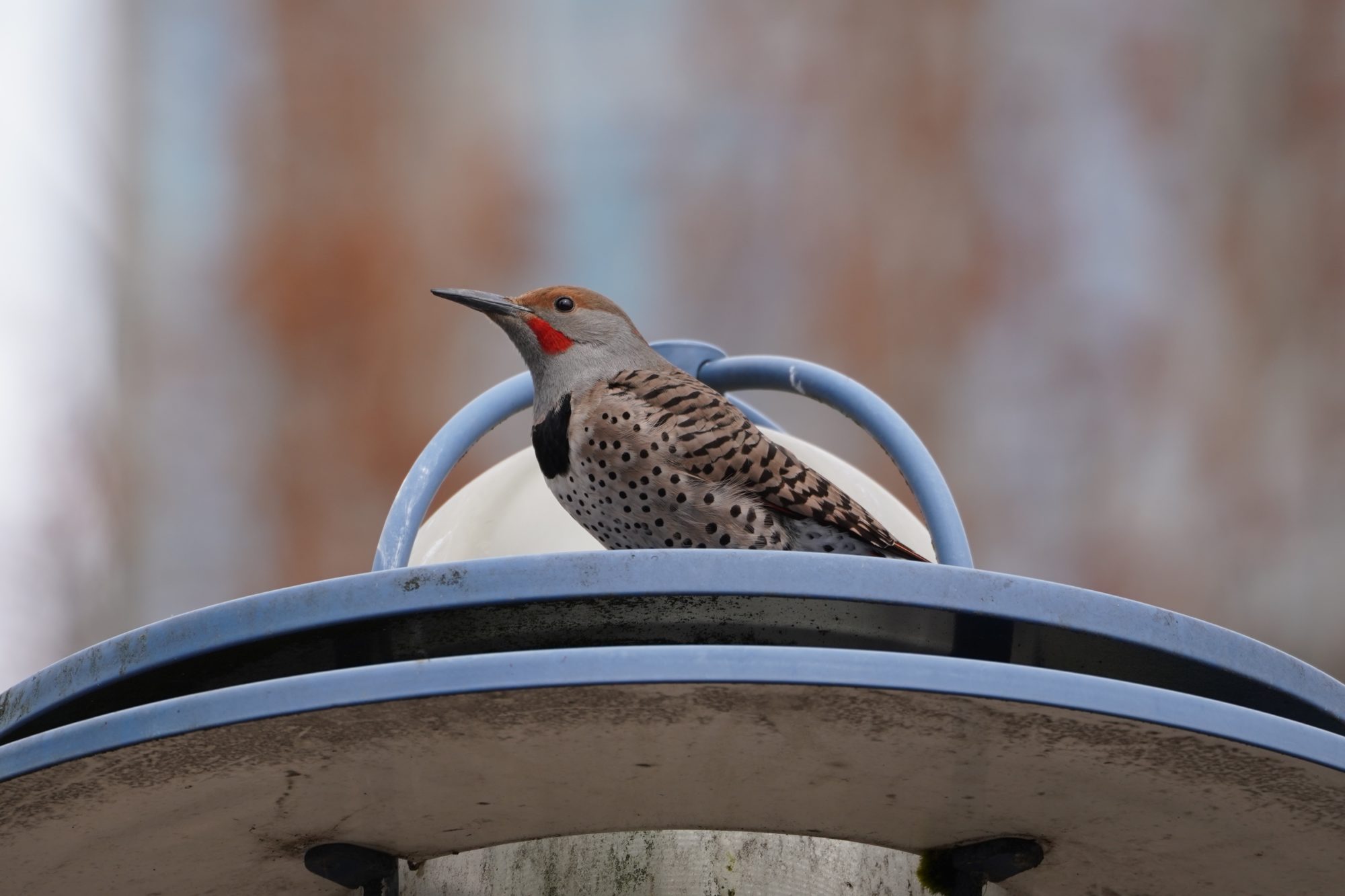 Northern Flicker