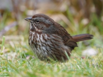 Song Sparrow