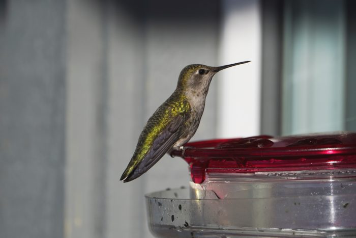 Anna's Hummingbird