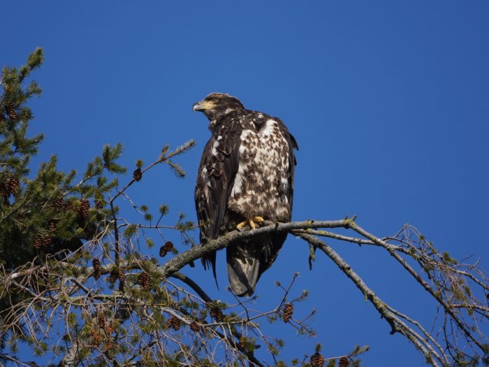 Bald Eagle juvenile