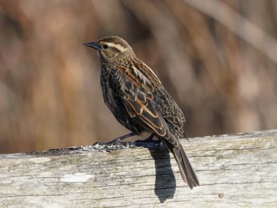 Red-winged Blackbird, female