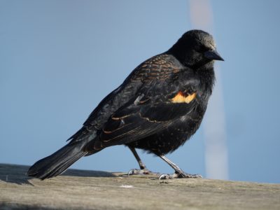 Red-winged Blackbird, male