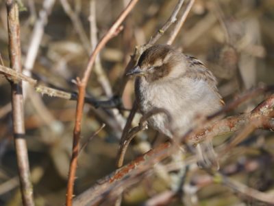 House Sparrow