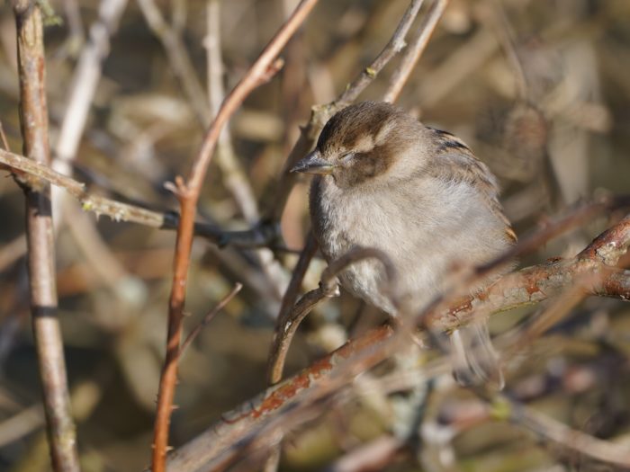 House Sparrow