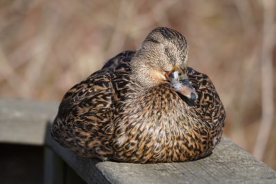 Mallard Duck, female