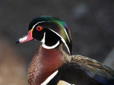 Wood Duck, male