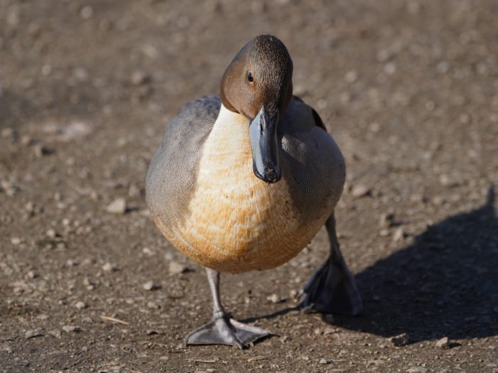 Northern Pintail