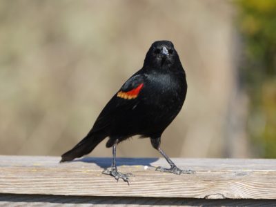 Red-winged Blackbird, male