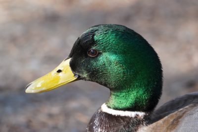 Mallard Duck