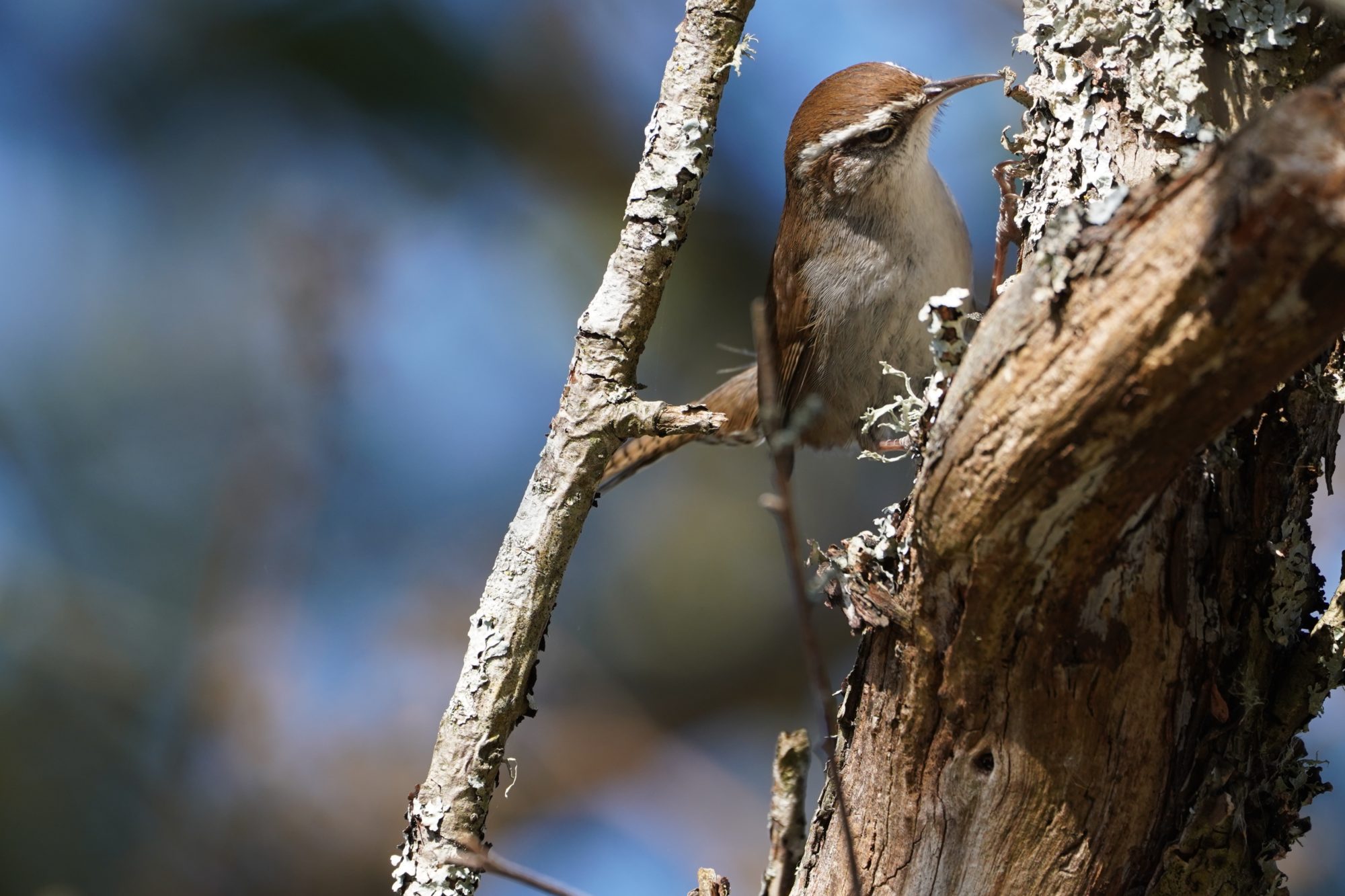 Bewick's Wren